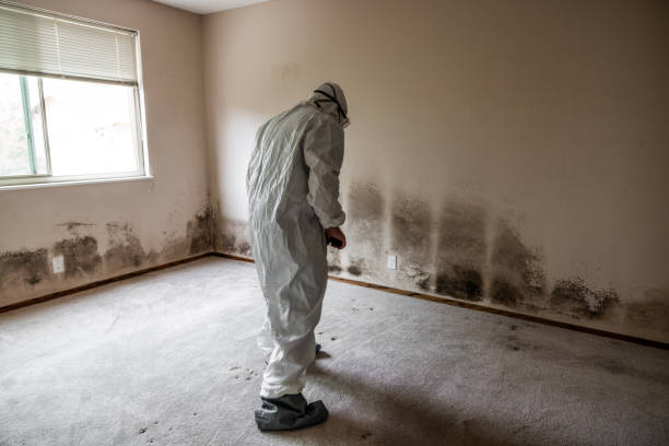 Best Post-Flood Mold Remediation in Clear Lake, SD